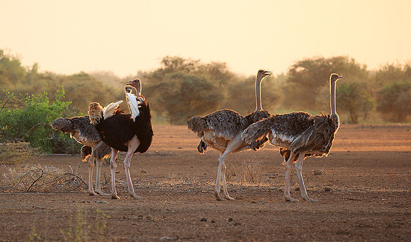 End of afternoon  in South Rift Valley