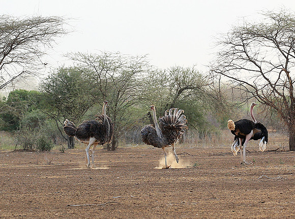 End of afternoon  in South Rift Valley