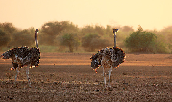 End of afternoon  in South Rift Valley