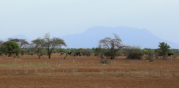 End of afternoon  in South Rift Valley