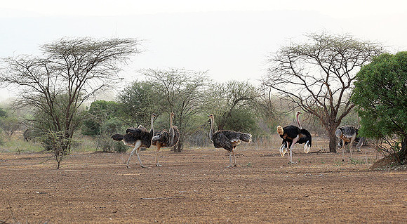 End of afternoon  in South Rift Valley