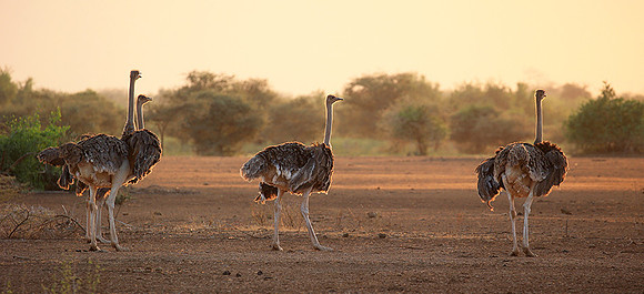 End of afternoon  in South Rift Valley