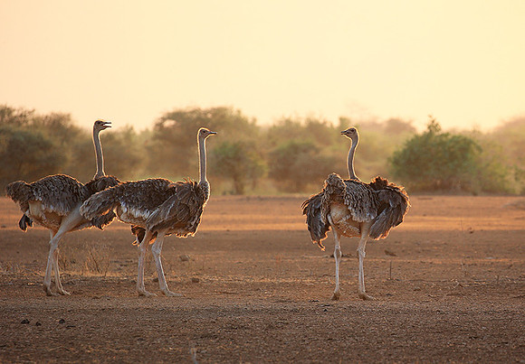 End of afternoon  in South Rift Valley