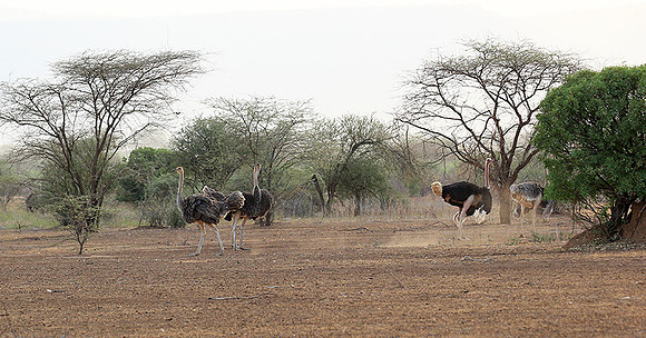 End of afternoon  in South Rift Valley