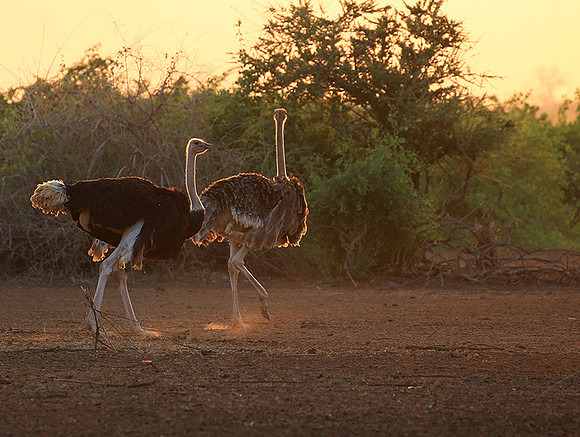 End of afternoon  in South Rift Valley