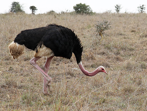 Nairobi National Park