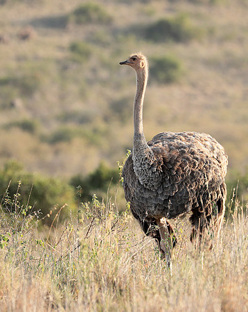 Nairobi National Park