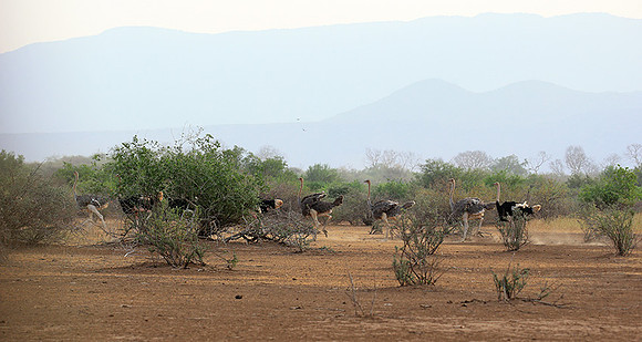 End of afternoon  in South Rift Valley