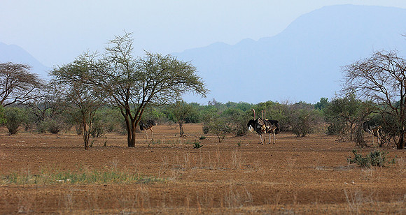 End of afternoon  in South Rift Valley
