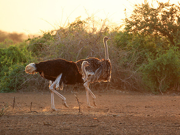 End of afternoon  in South Rift Valley