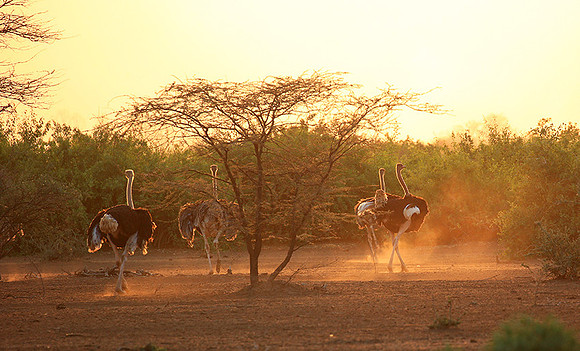 End of afternoon  in South Rift Valley