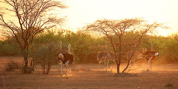 End of afternoon  in South Rift Valley