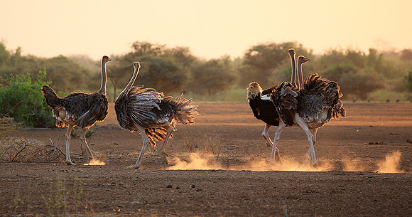 End of afternoon  in South Rift Valley