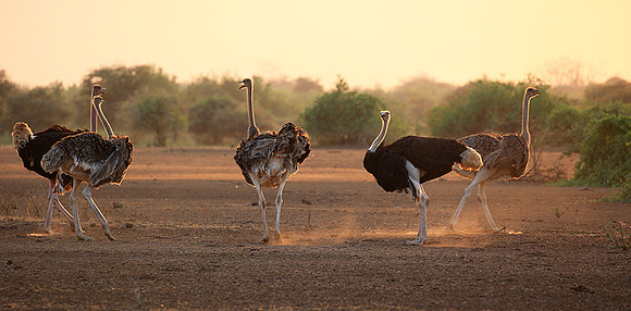 End of afternoon  in South Rift Valley