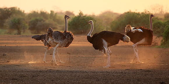 End of afternoon  in South Rift Valley