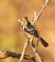Barbets
