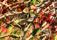 Crested barbet - at Singita Lebombo