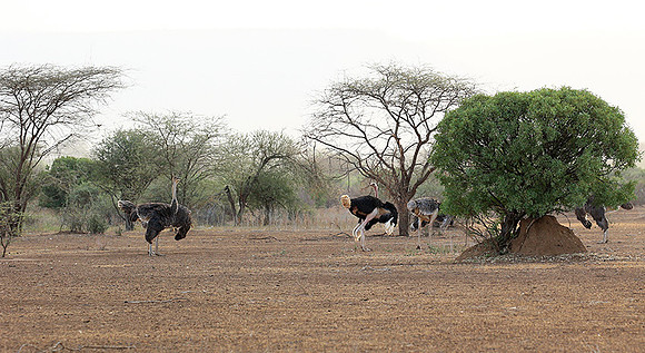 End of afternoon  in South Rift Valley