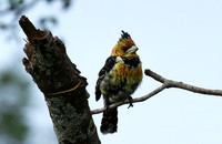 Crested barbet at Lion Sands