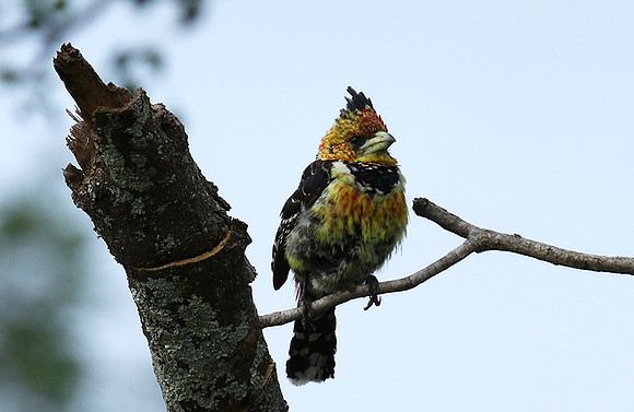 Crested barbet at Lion Sands