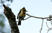 Crested barbet at Lion Sands