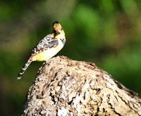 Crested barbet - Sabi Sand