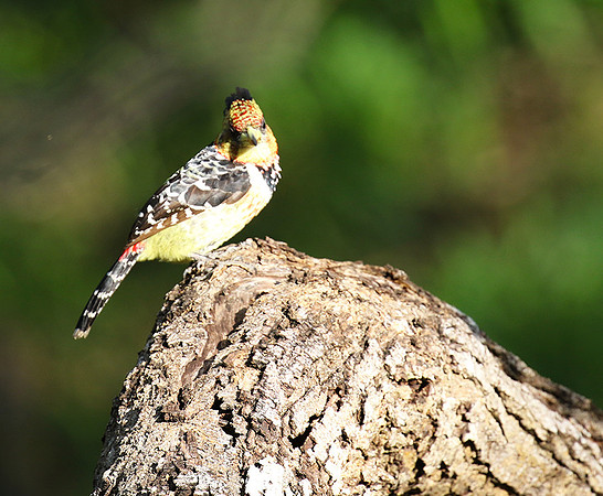 Crested barbet - Sabi Sand