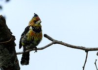 Crested barbet at Lion Sands