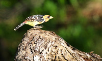 Crested barbet - Sabi Sand