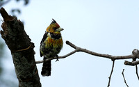 Crested barbet at Lion Sands