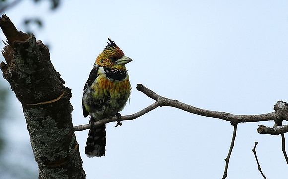 Crested barbet at Lion Sands