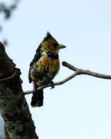 Crested barbet at Lion Sands