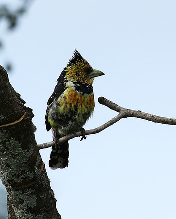 Crested barbet at Lion Sands
