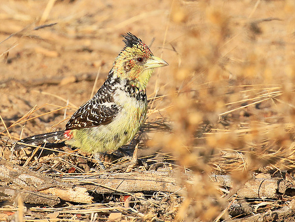 Crested barbet - at Singita Lebombo