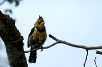 Crested barbet at Lion Sands