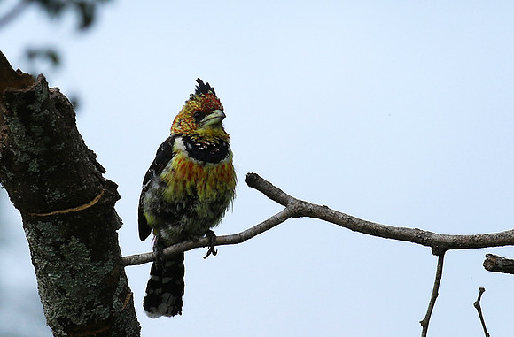 Crested barbet at Lion Sands