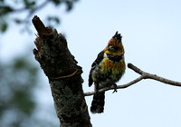 Crested barbet at Lion Sands