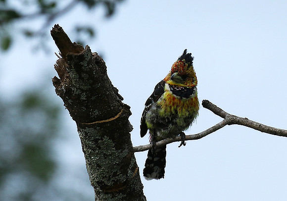 Crested barbet at Lion Sands