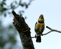 Crested barbet at Lion Sands