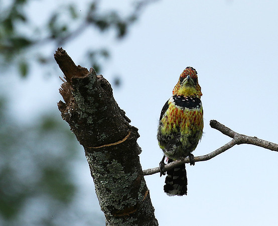 Crested barbet at Lion Sands