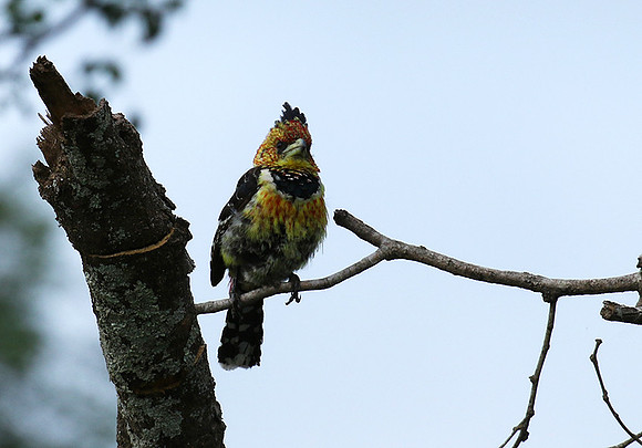 Crested barbet at Lion Sands