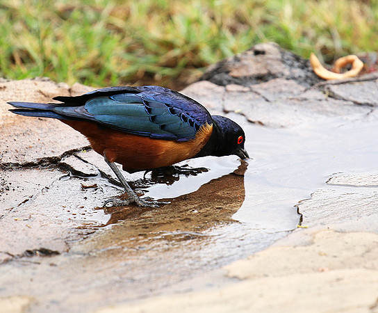 Hildebrandt's starling - Amboseli National Park