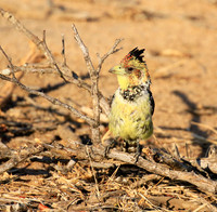 Crested barbet - at Singita Lebombo