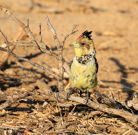 Crested barbet - at Singita Lebombo