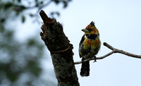 Crested barbet at Lion Sands