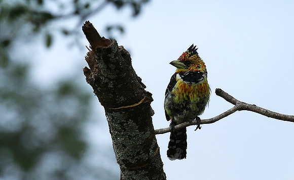 Crested barbet at Lion Sands