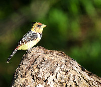Crested barbet - Sabi Sand