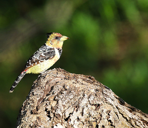 Crested barbet - Sabi Sand
