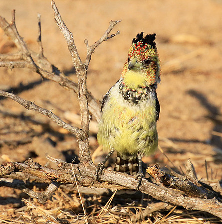 Crested barbet - at Singita Lebombo