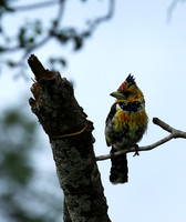 Crested barbet at Lion Sands